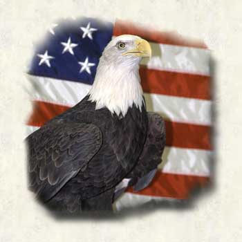 baldeagle.jpg